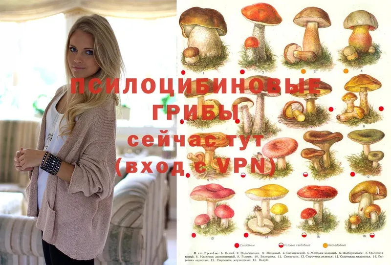 магазин    Наволоки  Галлюциногенные грибы MAGIC MUSHROOMS 